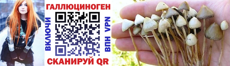Купить где  Зима  Галлюциногенные грибы Psilocybe 